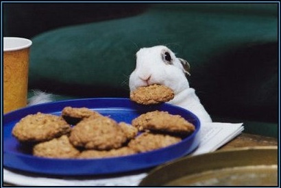 [cookiebunny.jpg]