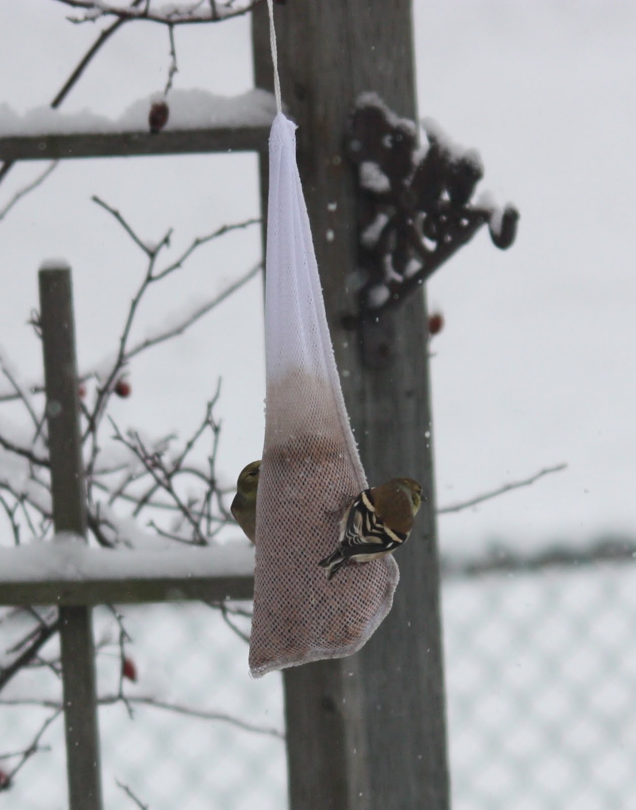 [Canaries+on+seedbag.JPG]