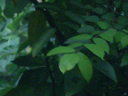 Green leaves