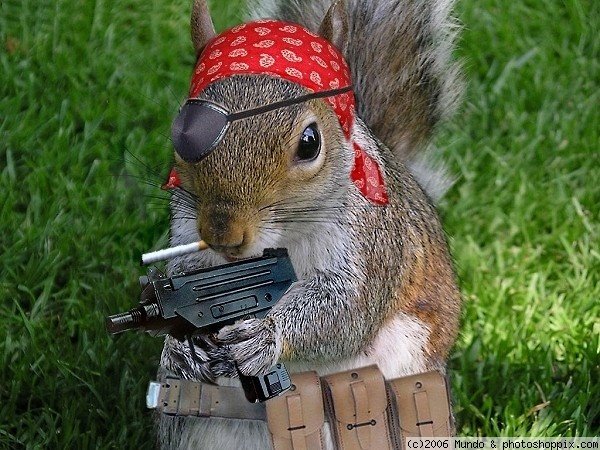 rebel_squirrel_resized.jpg