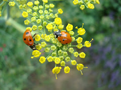 coccinelles