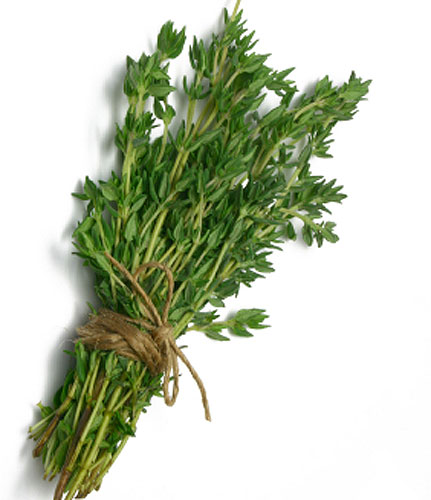 thyme meaning in bengali thyme meaning in bengali