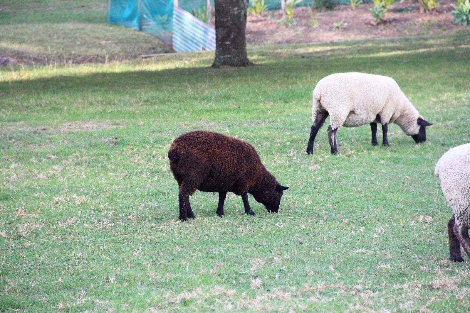 Baa Baa Black Sheep PhotoTale