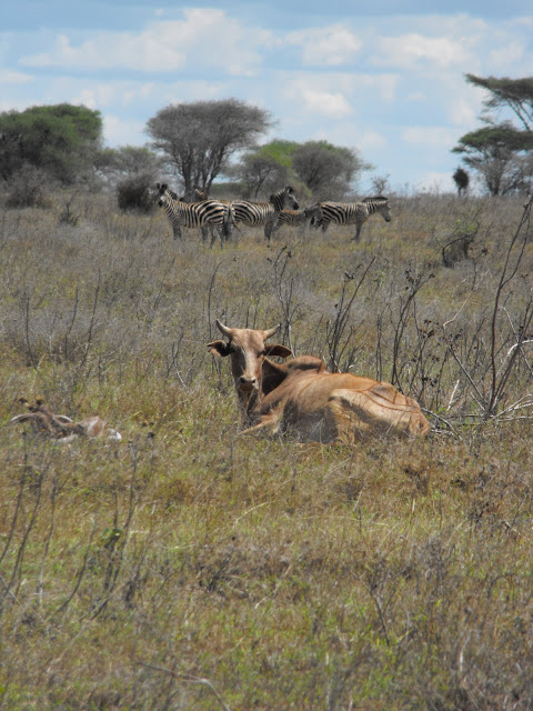 13 Novembre - Emboreit, un village a la bordure d'un parc national.