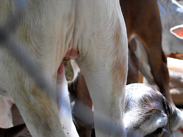 12 Decembre - La castration en douceur.