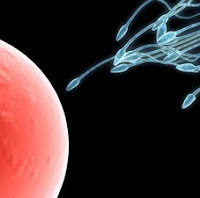 Quando os espermatozoides “surgiram”?  Sperm
