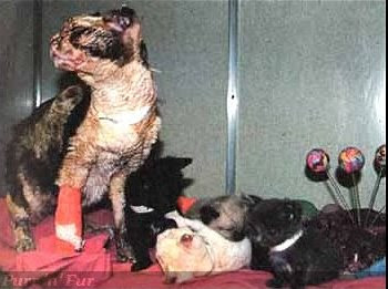 Кошатинские - Страница 5 Cat_scarlett-recovery