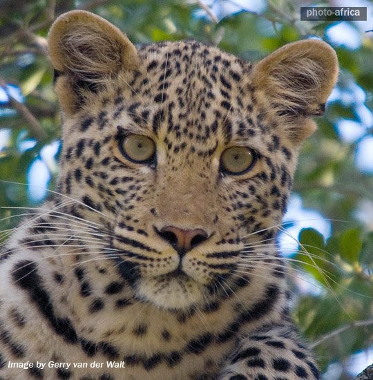 Leopard Cub Face