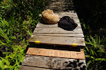 Ta Daa Our Plank on the Boardwalk