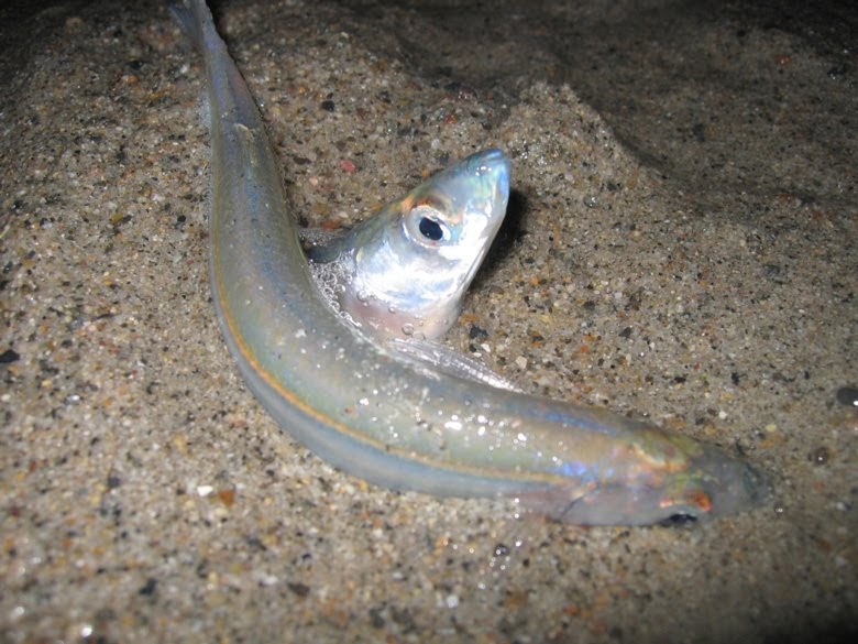 Within My Means Grunion Run