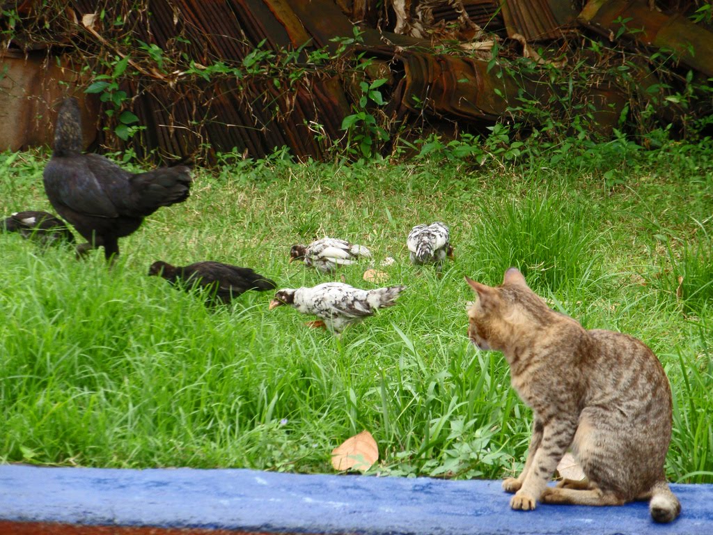 Chickens And Cats