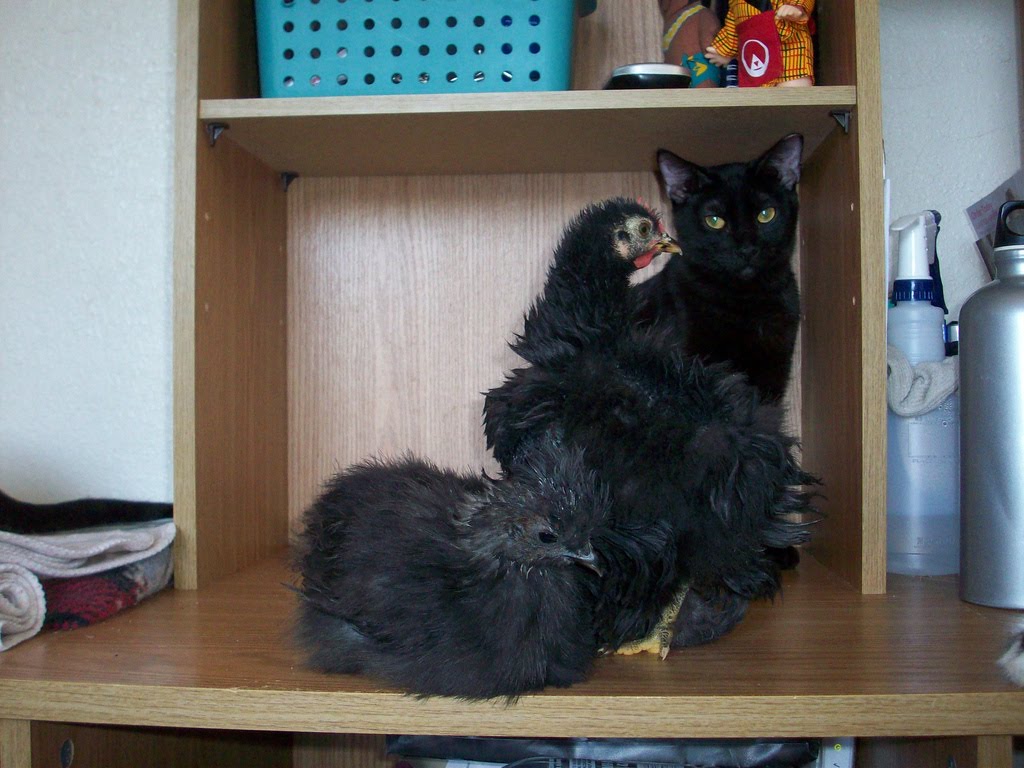 Chickens And Cats
