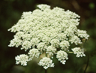 Daucus Carota All Things Inspiring June 2008