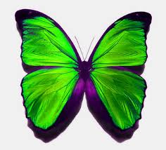 Purple Butterfly Gone Green