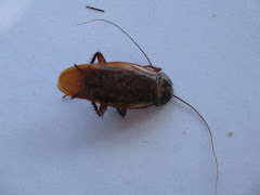 La cucaracha, la cucaracha.....