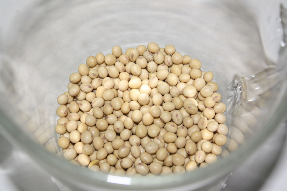 oklahoma tinctoria Miracle Milk from a Plant