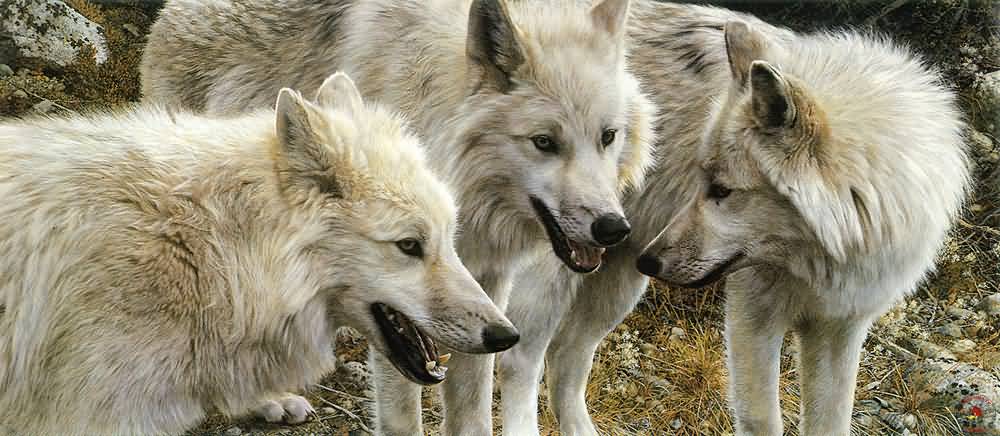 [CarlBrenders_Tundra_Summit-Artic_Wolves-(1000x436).jpg]