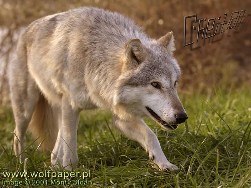 [Chetan_stalk_mode_DSC_1368.jpg]