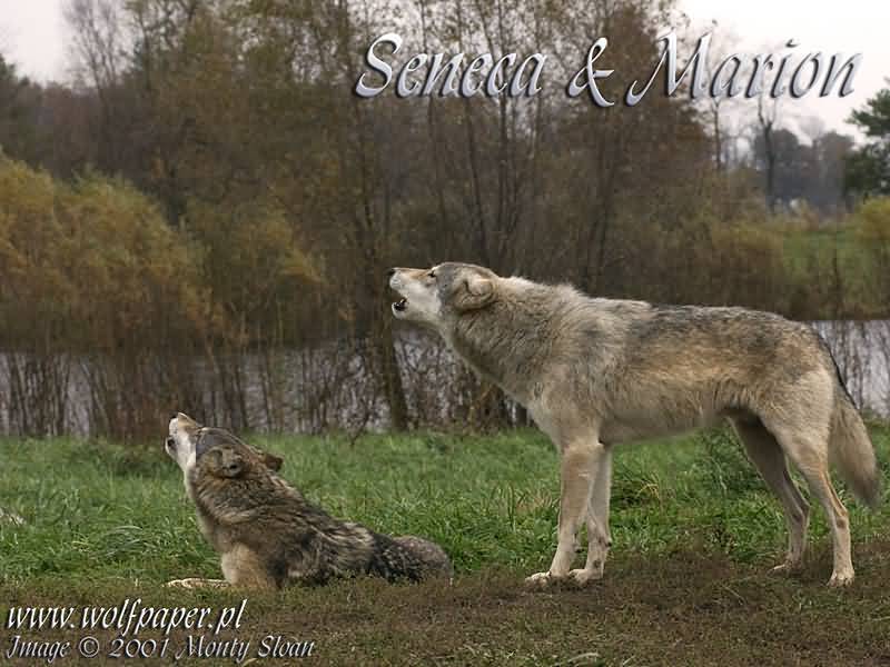 [Marion_and_Seneca_howling_DSC_0043.jpg]