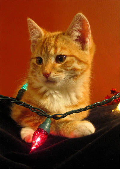 [Kitty+Christmas.jpg]