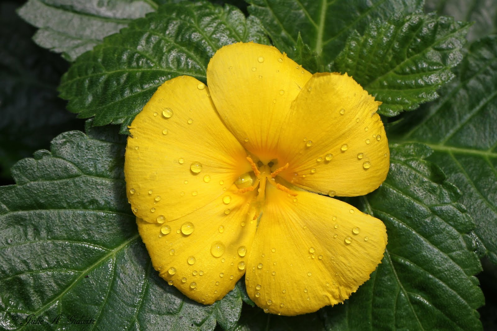 Nature's Splendor Color Blooms In June