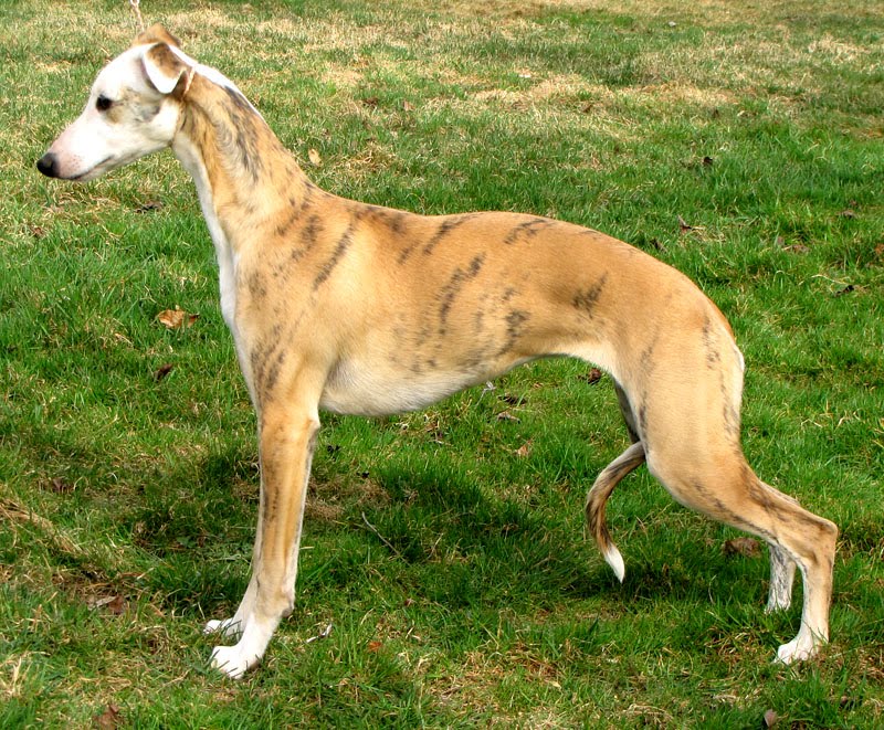 Whippet Dog Breed Pictures Dog Lovers Pictures