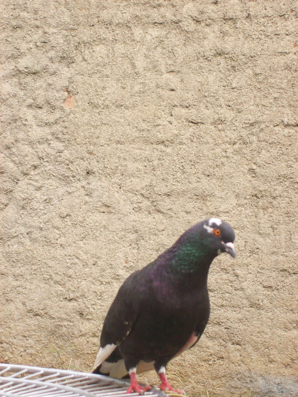 merpati balap Independent bird farm Merpati Balap