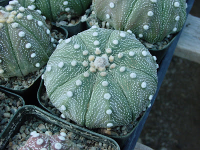 Nopalea on Xochitlayocan Huitznahuatlcalli  Cactus   Familia Cactaceae