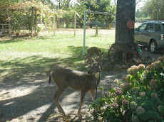 Deer of Casa de Pajaro