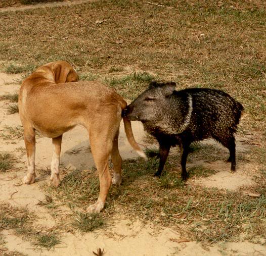 Does anyone know where I can get a domesticated javelina? TexAgs