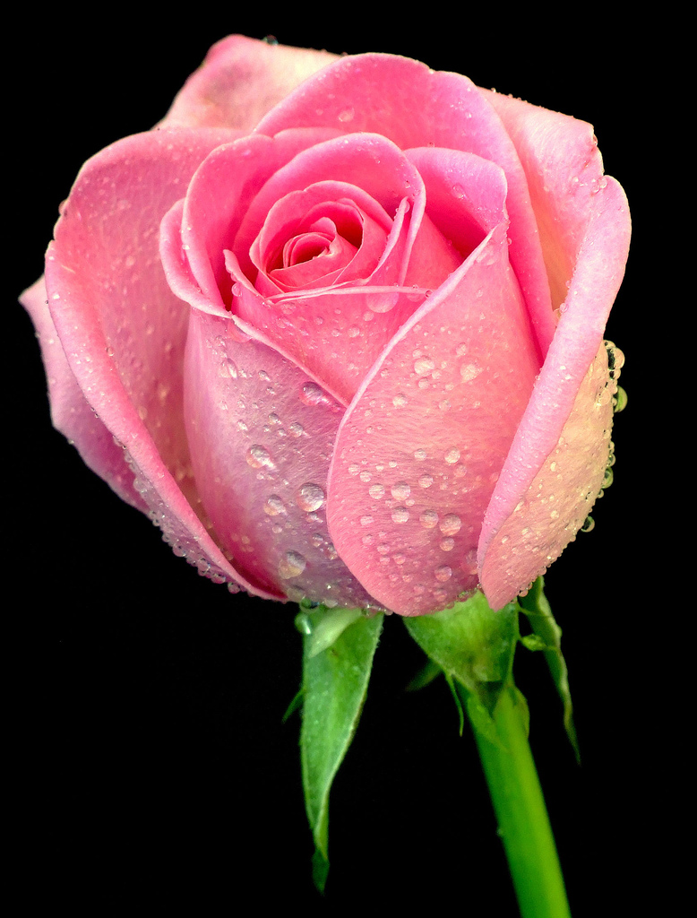 [287099136_1363c9424c_b.jpg]