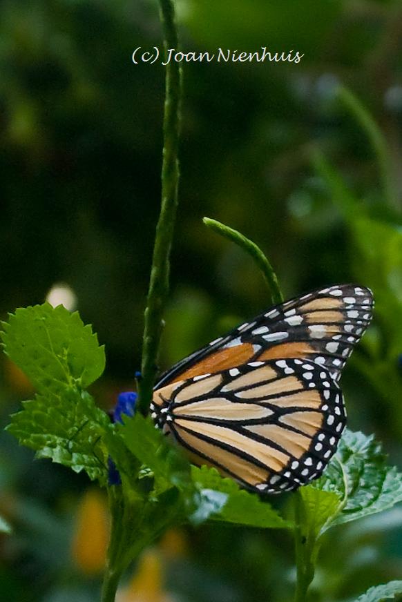 Pacific Northwest Photography Butterflies, Pacific Science Center