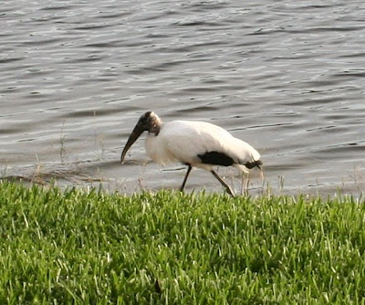 wood stork wood stork
