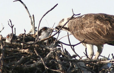 osprey feeding babies osprey feeding babies