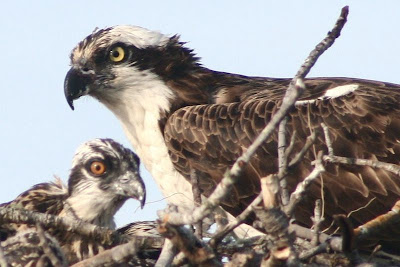 osprey feeding babies osprey feeding babies