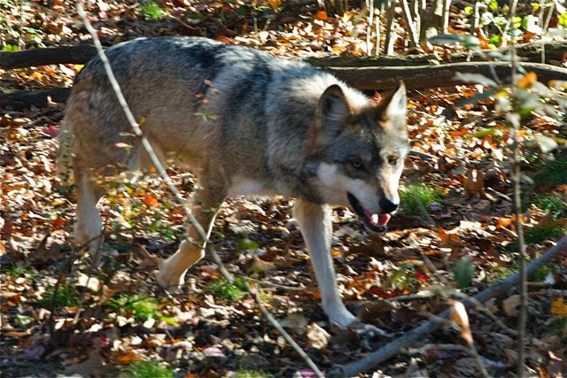Wolves In Ny