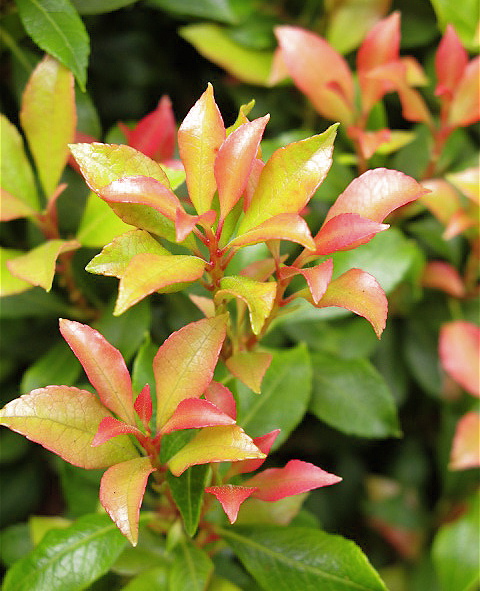 What A Pretty Arbor Leading Into The Shade Garden Shade Plants