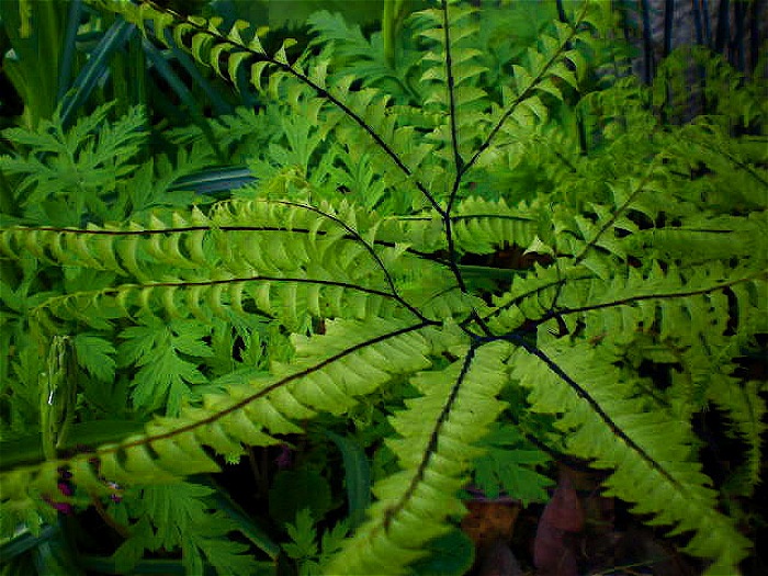 Urban Landscape, Native Landscape Western Washington