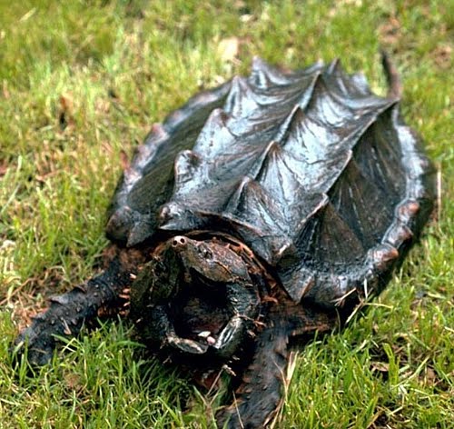 alligator snapping turtle 10 Hewan Penipu Yang Paling Mematikan