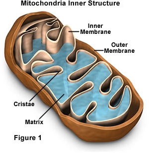 Cytosol In Mitochondria