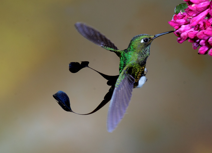 [Twisted-Booted-Racket-tail-Tandayapa-25-June-09.jpg]