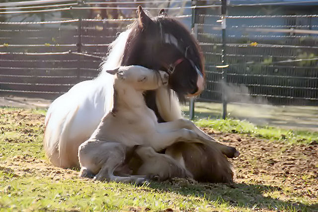 [mammas+love2]