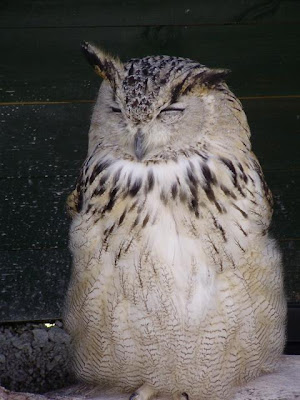 Owl Sleep