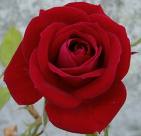 [rosa+14.jpg]