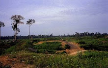They Bulldozed This Padi Farm Which The Natives Had Worked On For Generations