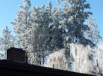 Frosty trees II