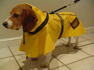 beagle raincoat