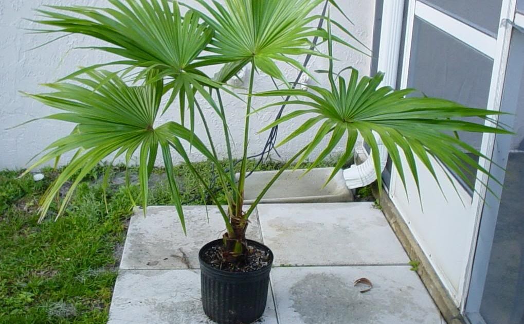 Plantas interior Jardineria: LIVISTONA (LIVISTONA CHINENSIS)