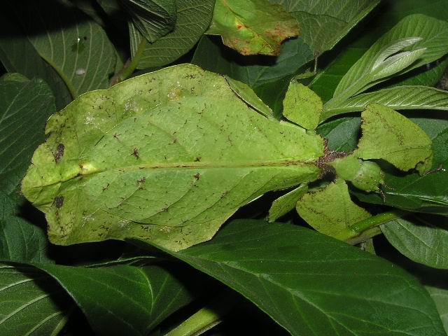 Ficha Insecto hoja (Phyllium bioculatum) INSECTO+HOJA.01