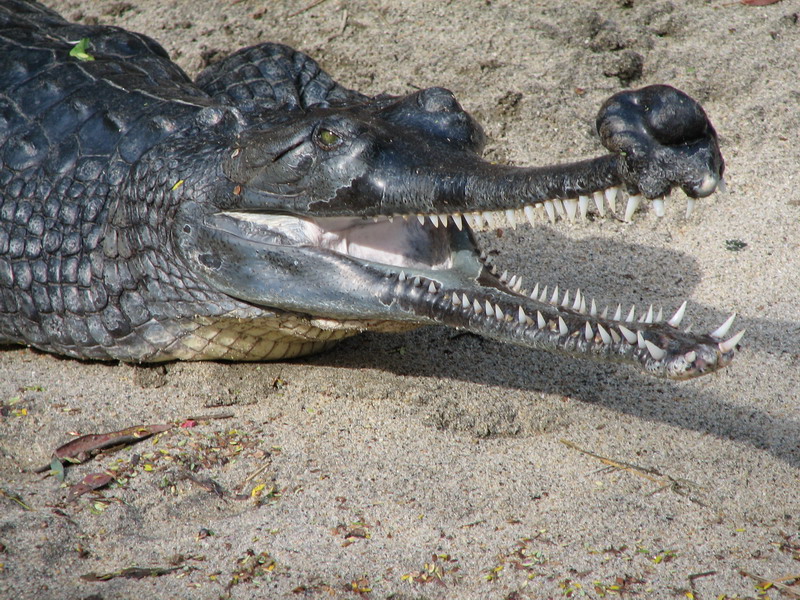 [gharial2.JPG]